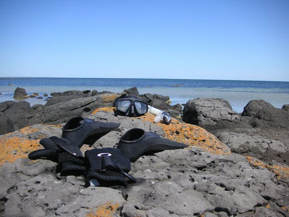 Jawbone Marine Sanctuary, Williamstown, Victoria. Photo by Vin Maskell. 