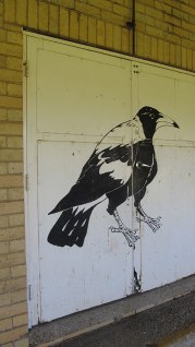 CastlemaineSmallMagpie
